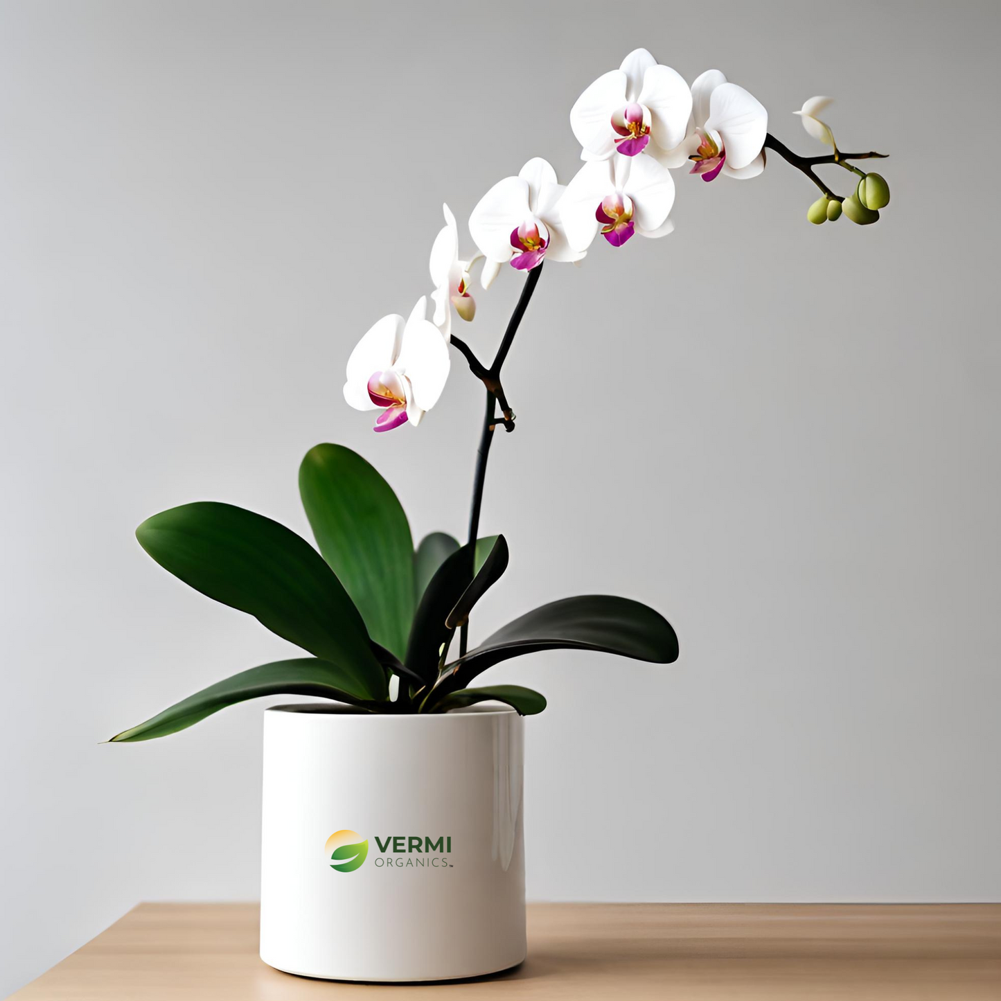 Pack of 2 pretty Phalaenopsis Orchid plants