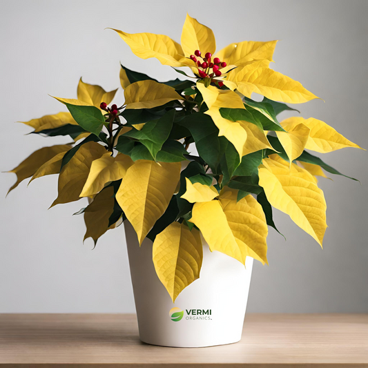 Poinsettia (Yellow) - Plant