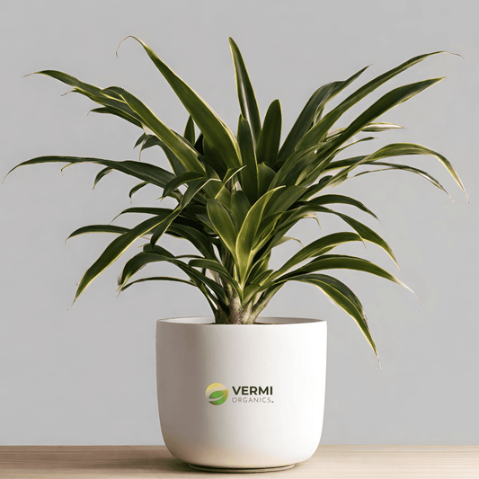 Dracaena surculosa Aurea Golddust Plant