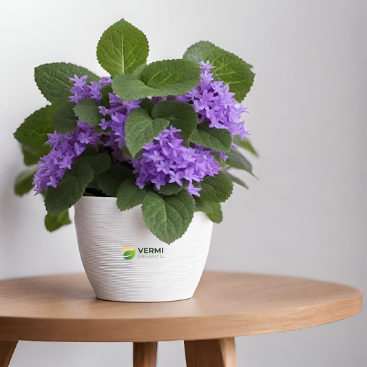 Plectranthus ambiguus Plant