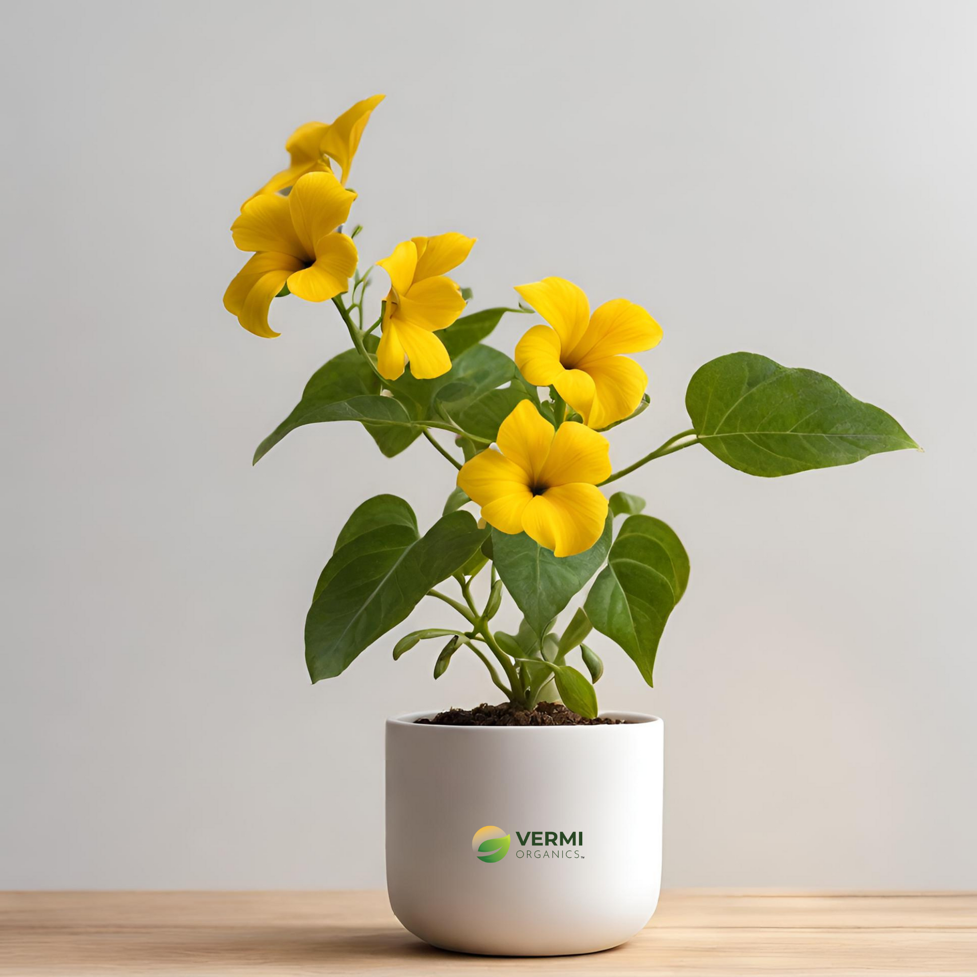 Thunbergia Alata (Yellow) Plant
