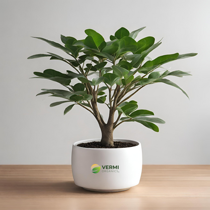 Kaju Tree Plant