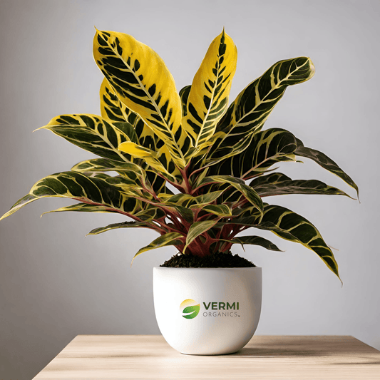 Croton variegatum (Duck Foot) Plant