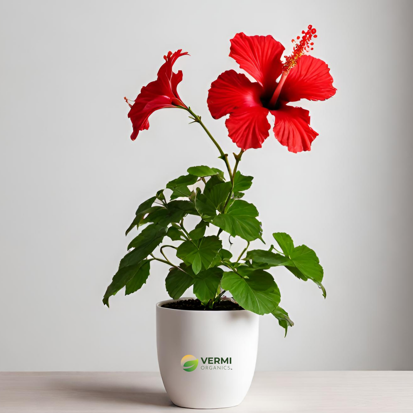 Hibiscus Gudhal Red Double Flower Plant