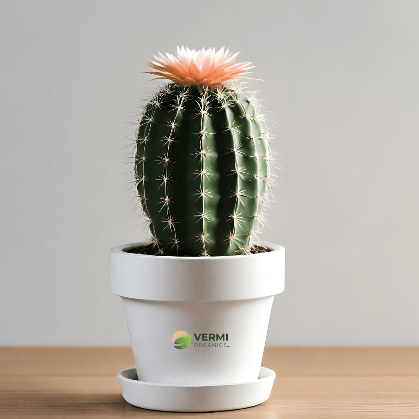 Echinopsis chamaecereus Cactus Plant