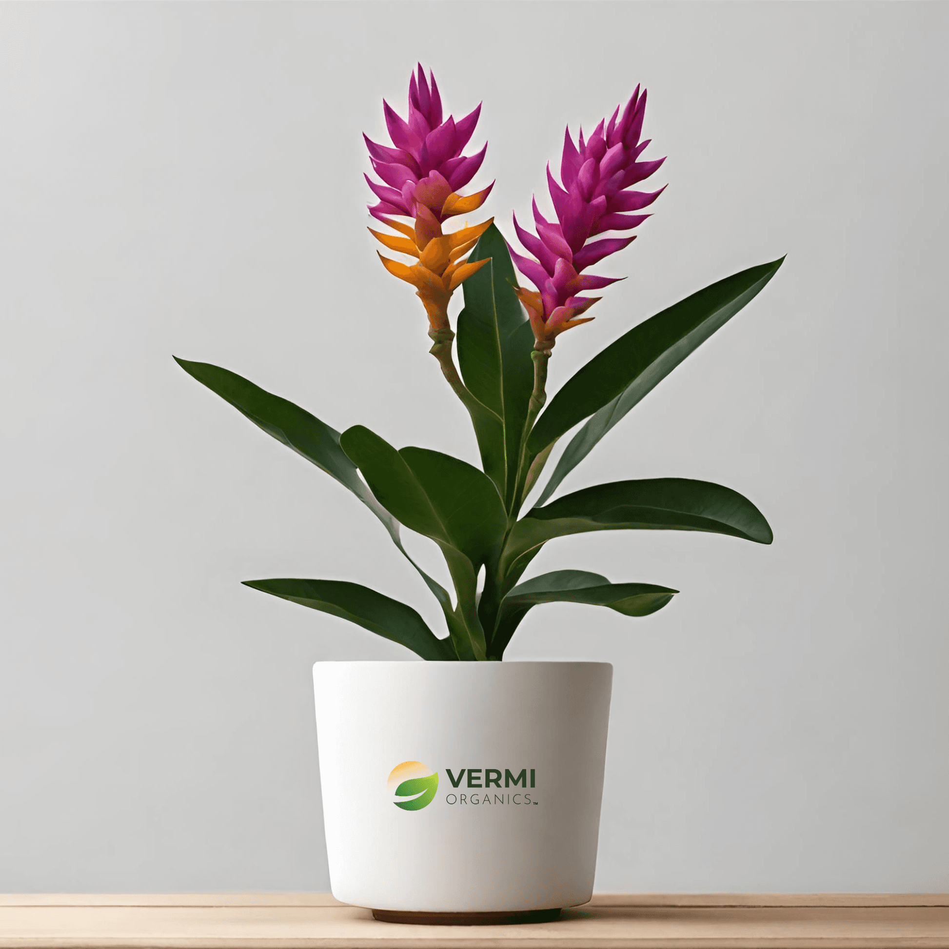 Curcuma Angustifolia Plant 