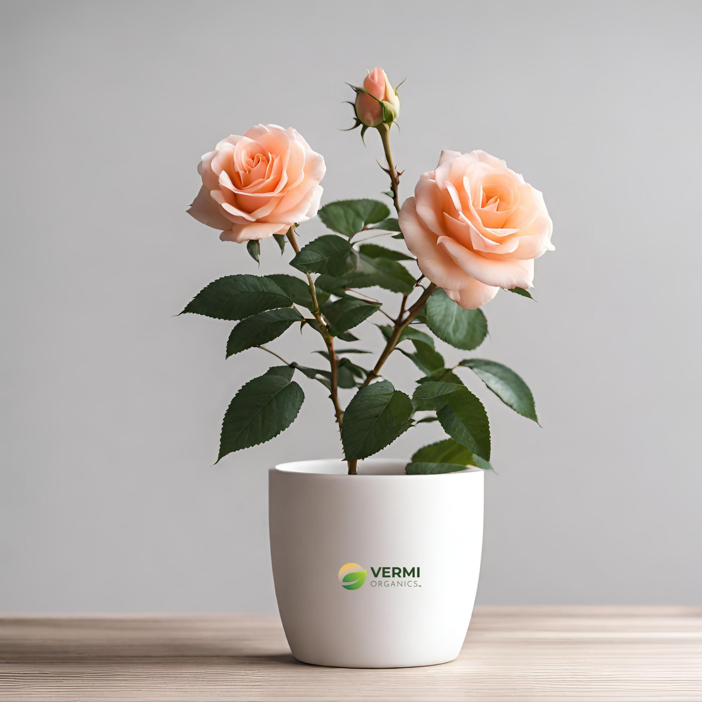 Rose (Peach) - Plant