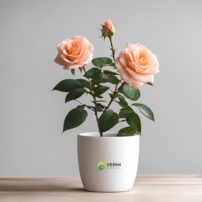 Rose (Peach) - Plant