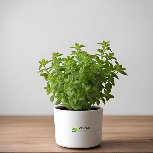 Oregano Plant