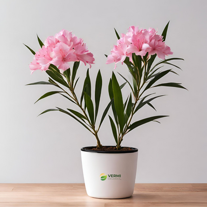 Kaner Nerium Oleander (Pink Double) Plant