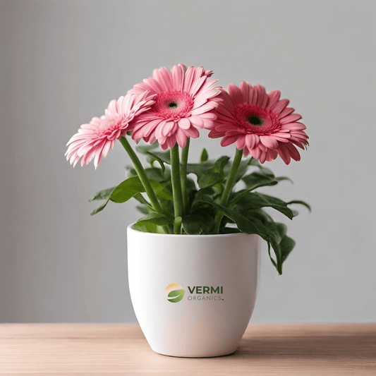 Gerbera (Pink) - Plant