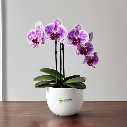 Phalaenopsis Mansion (White, Purple) Plant 