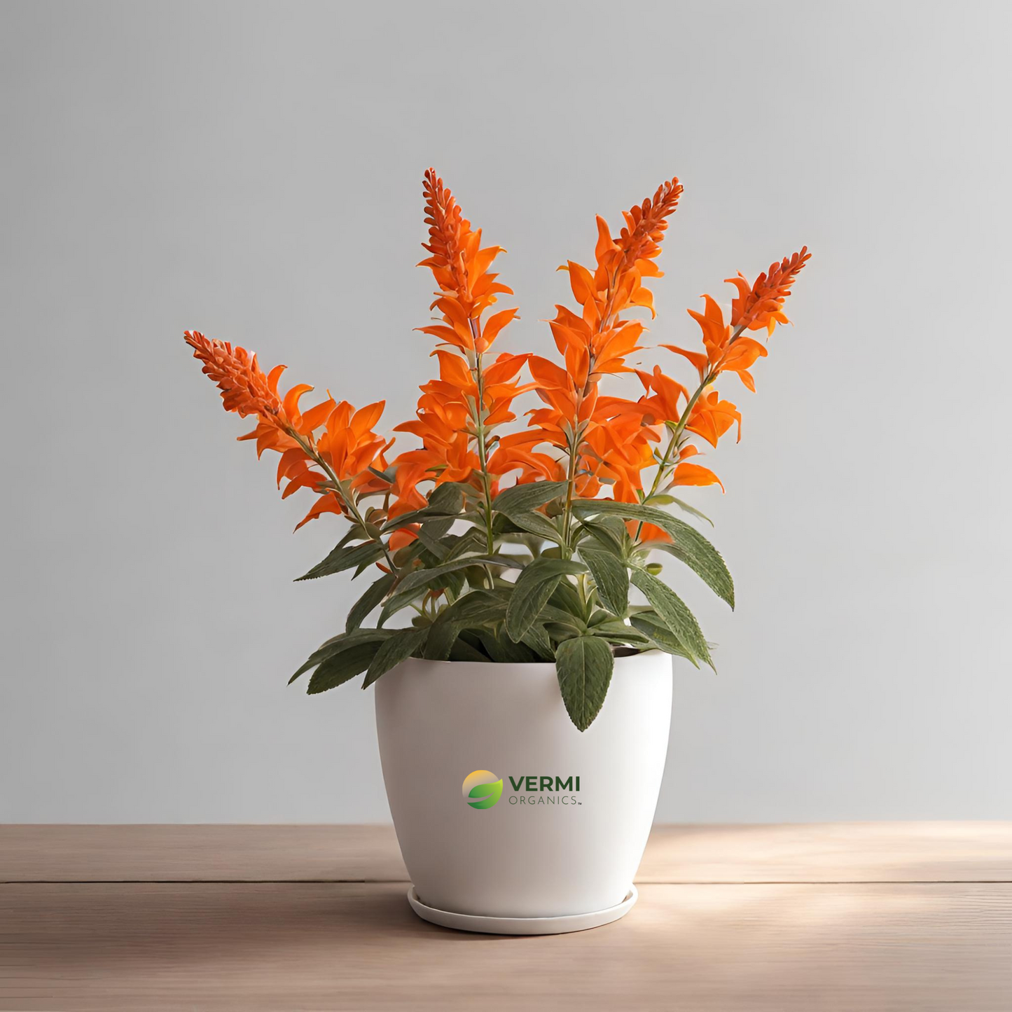 Salvia Splendens Orange Plant