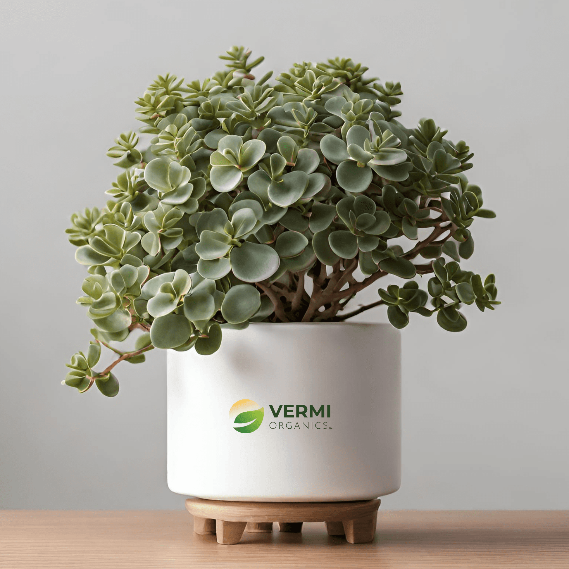 Elephant bush, Portulacaria afra, Jade plant Plant