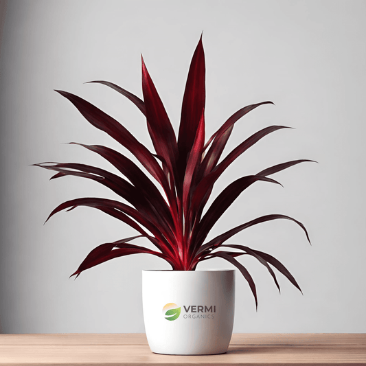 Cordyline Plant