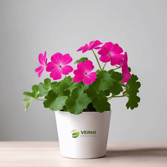 Geranium Ivy, Geranium (Pink) Plant