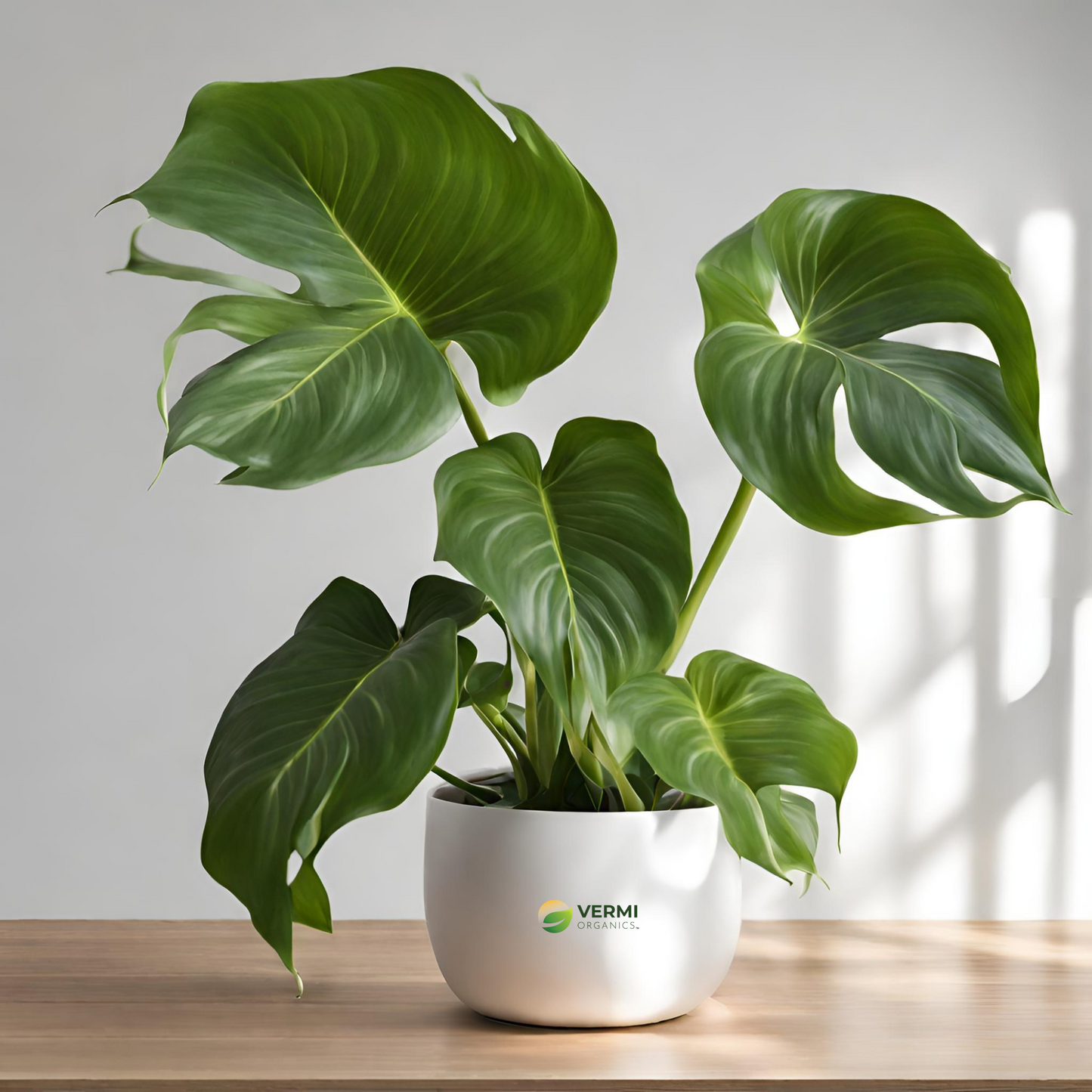 Philodendron Congo Philodendron Plant
