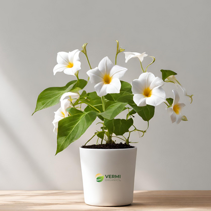 Thunbergia Erecta Alba (White) Plant