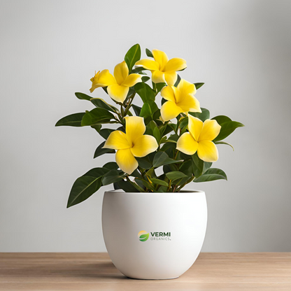 Variegated Allamanda (Yellow) Plant