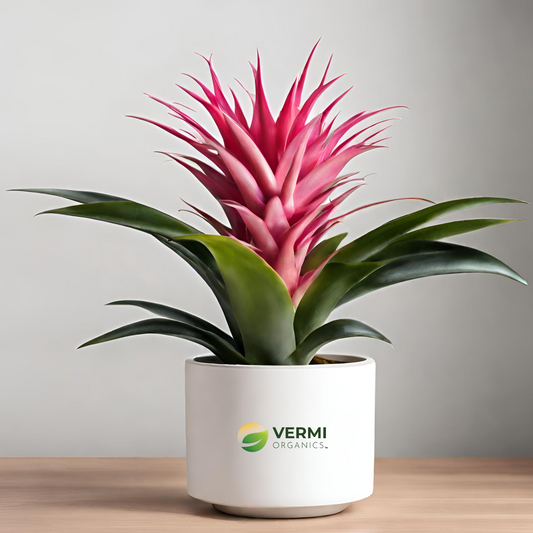 Guzmania (Pink) Plant