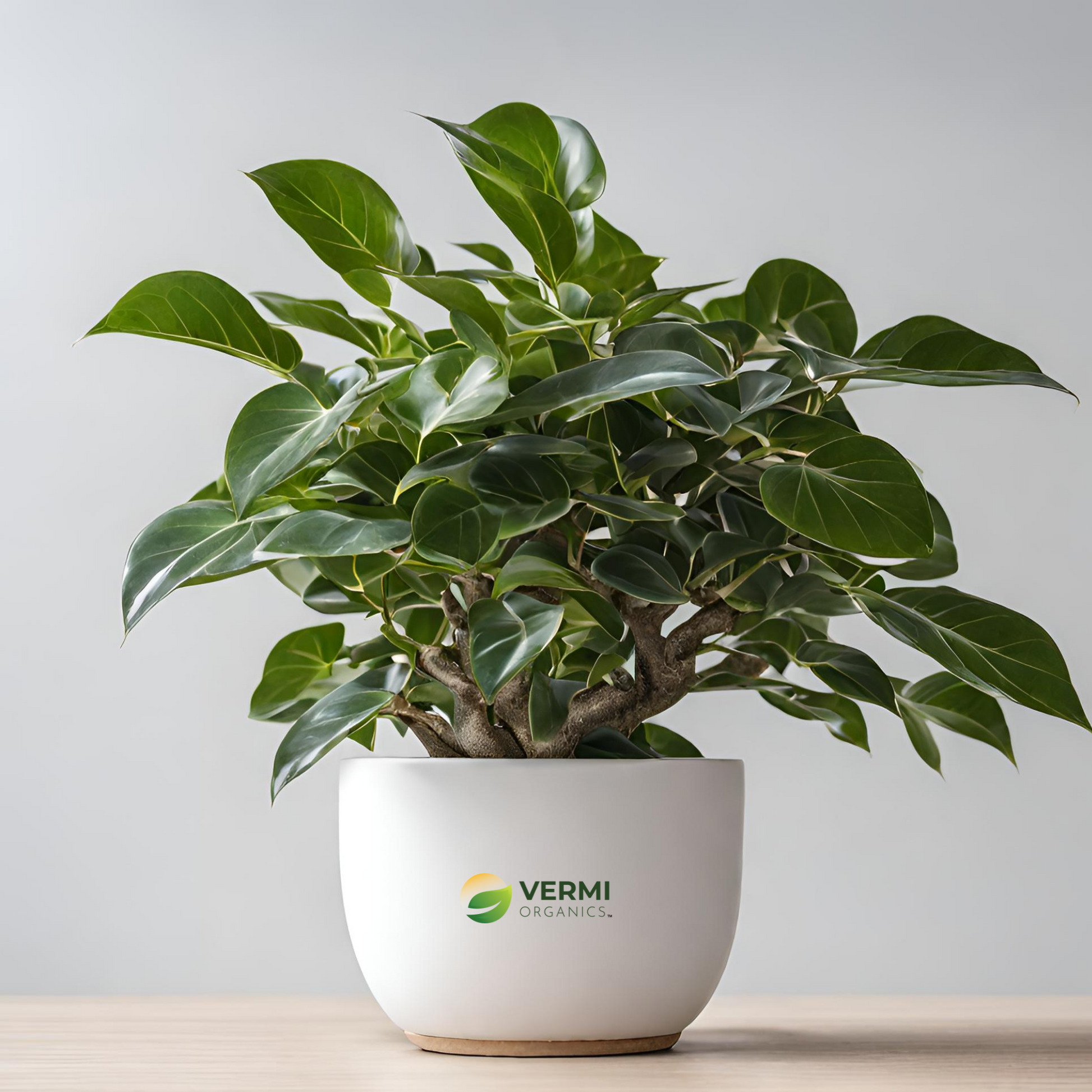 Ficus Starlight Ficus benjamina Plant