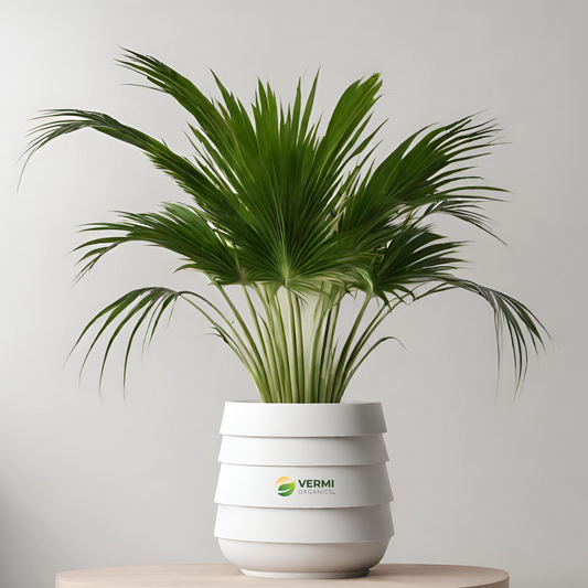 Pichodia grandis, Ruffled fan palm, Palas payung, Licuala grandis - Plant