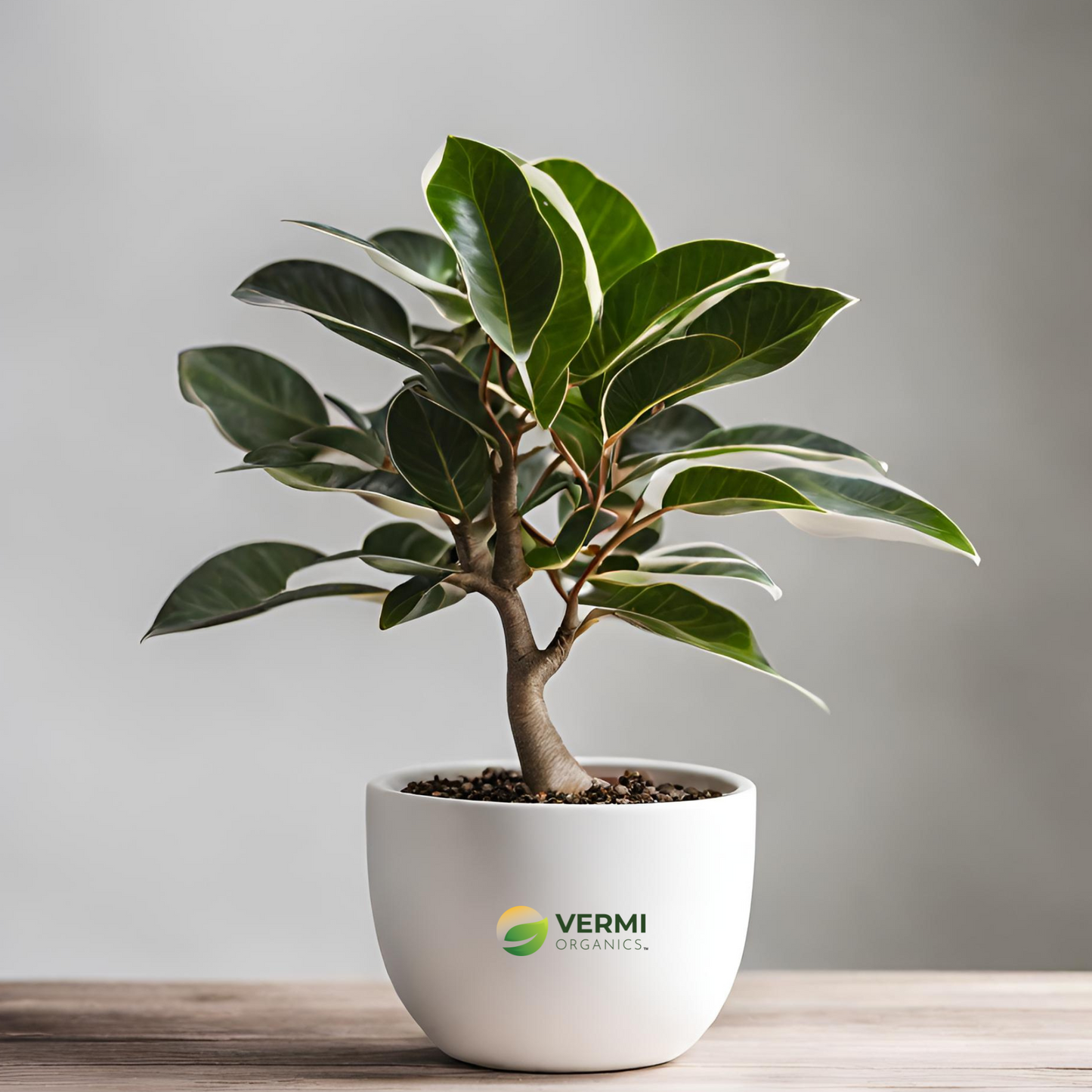 Ficus Compacta Variegated Plant