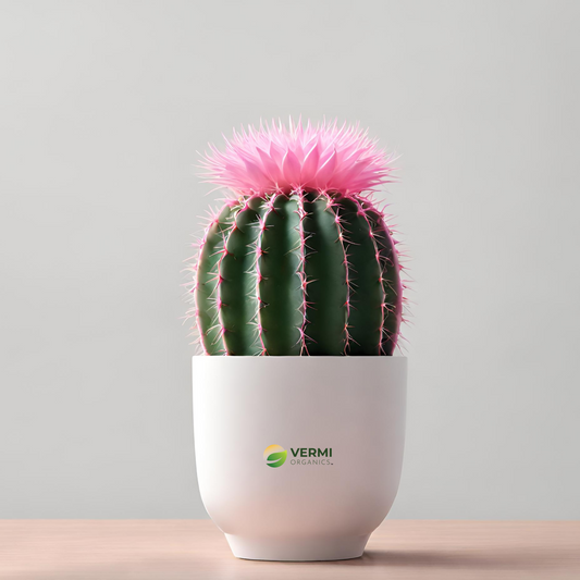 Moon Cactus (Grafted, Pink) - Cactus Plant
