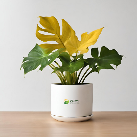 Philodendron selloum (Golden) Plant