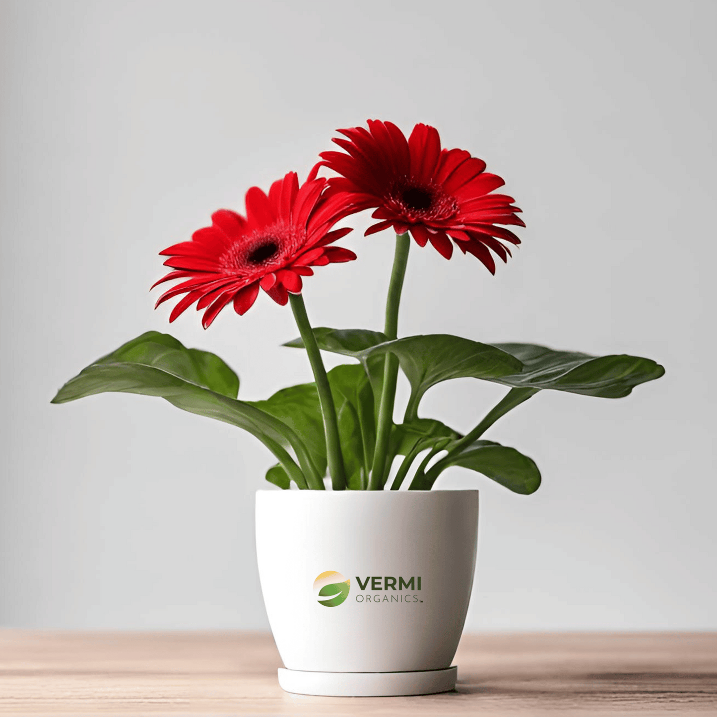 Gerbera (Red) Plant