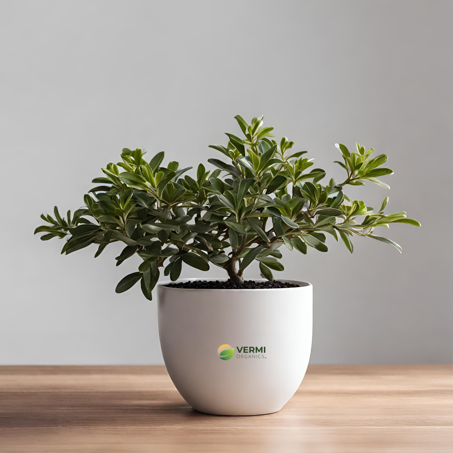 Pittosporum tetraspermum Plant