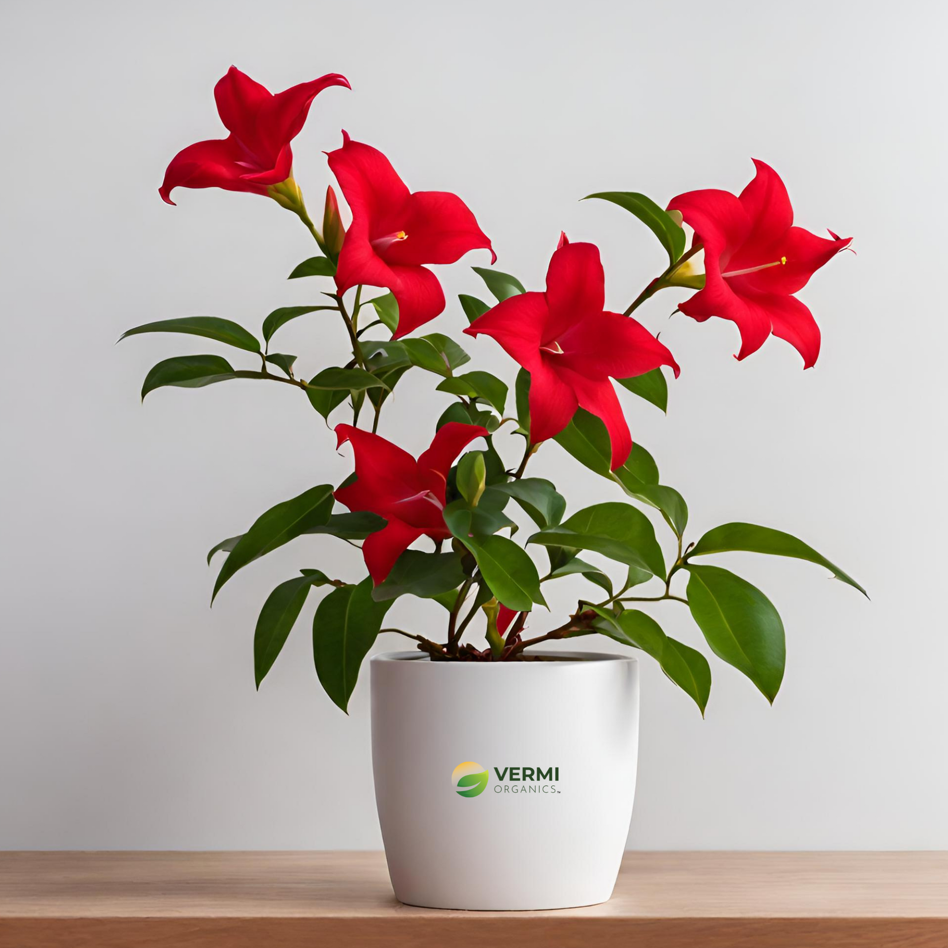 Mandevilla (Red) Plant