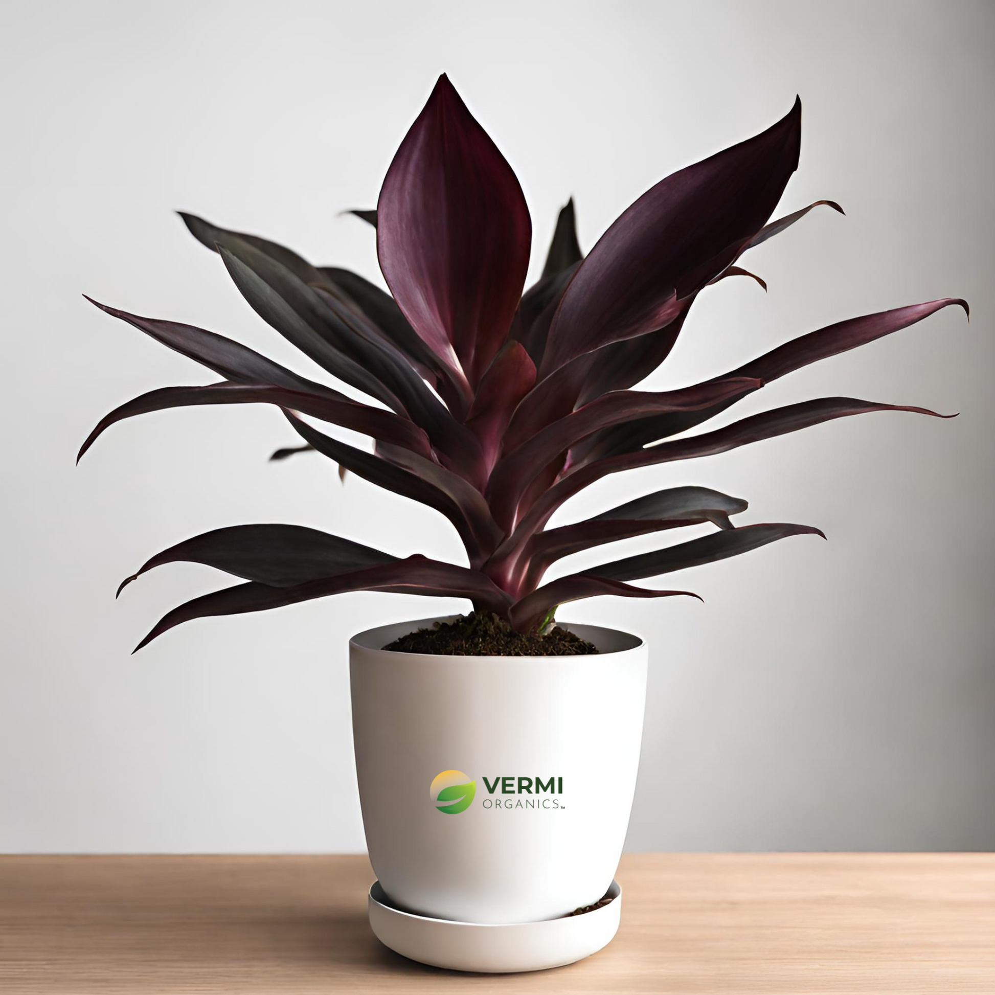 Rhoeo Plant discolor Vittata Plant