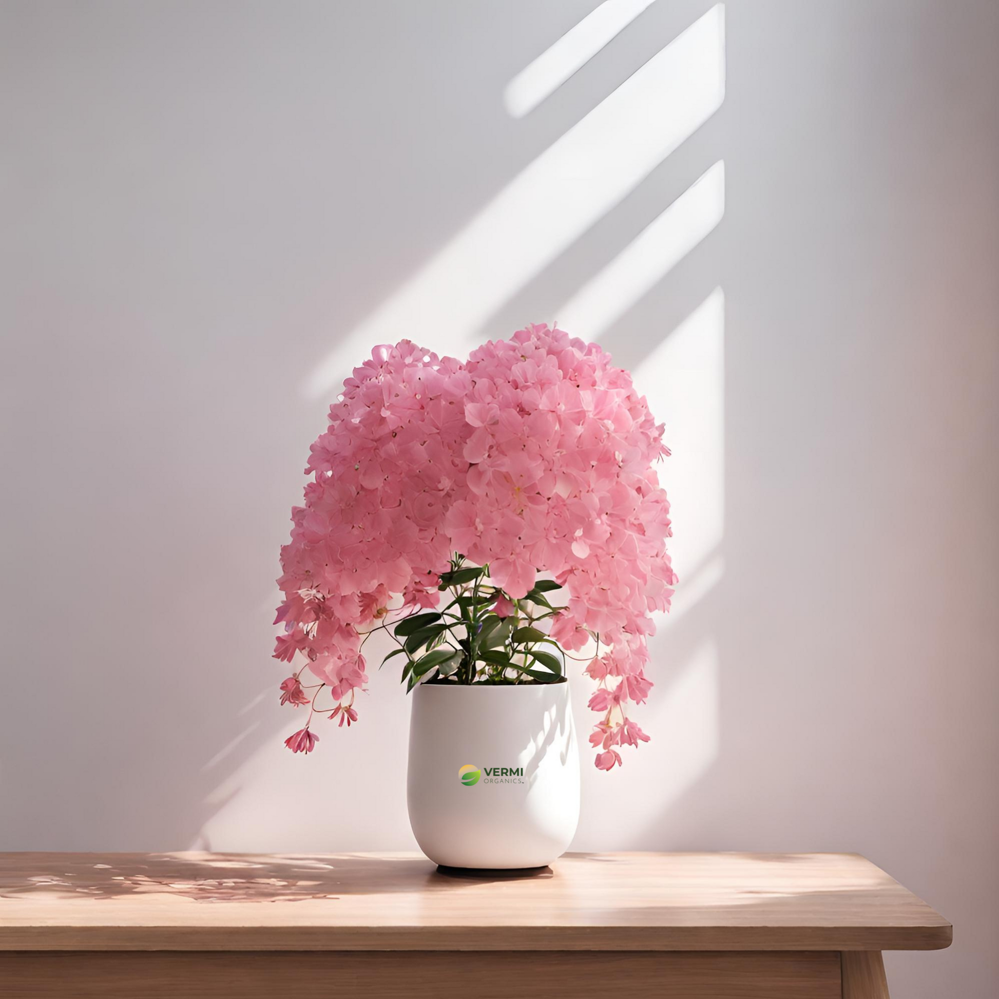 Pink Shower Cassia Grandis Plant