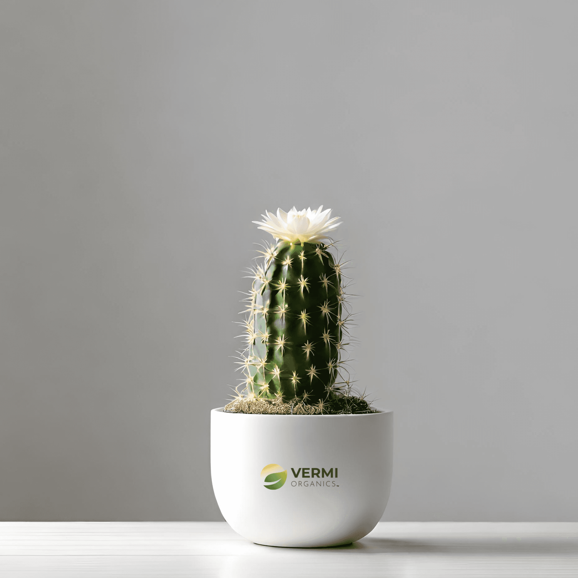 Echinopsis species Cactus Plant