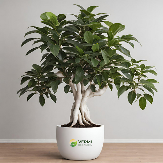 Ficus Multiroots 42 cm Plant