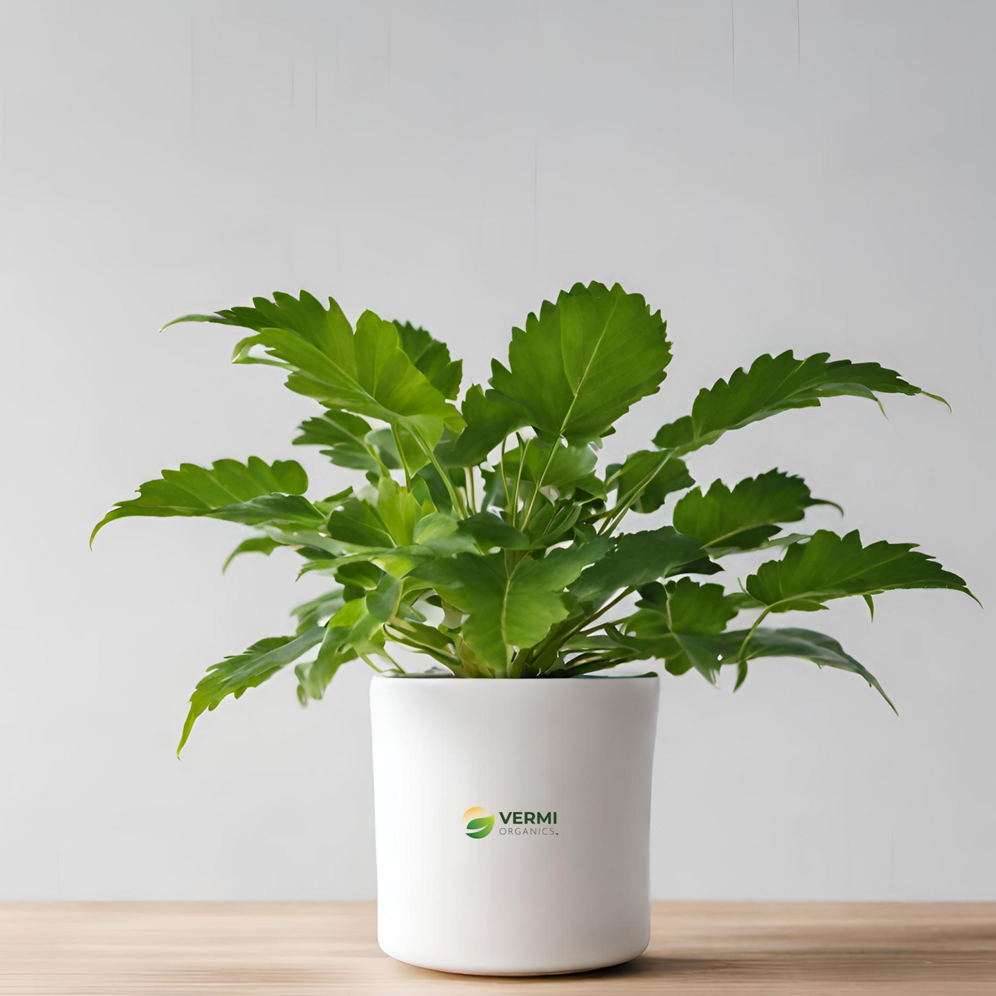 Levisticum officinale Plant