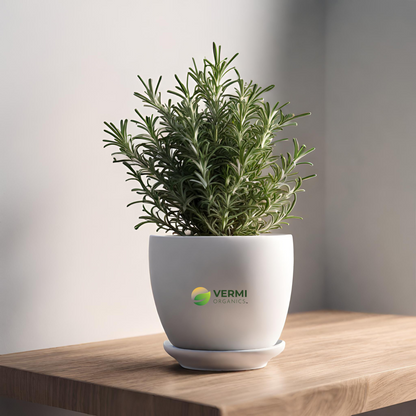 Rosemary - Plant