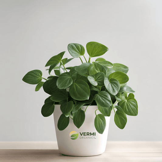 Cupid Peperomia Peperomia scandens variegata Plant