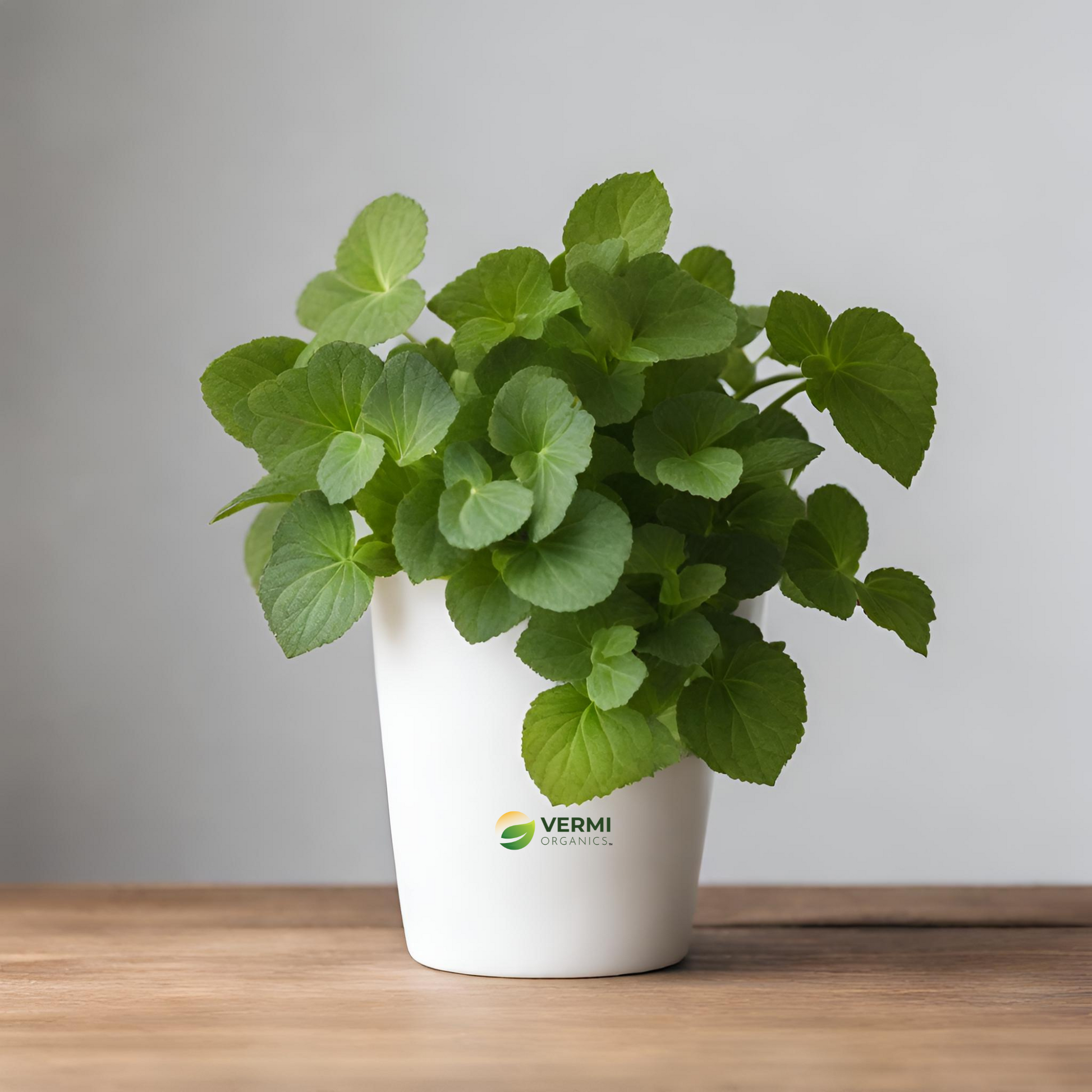 Plectranthus Verticillatus Ivy Plant