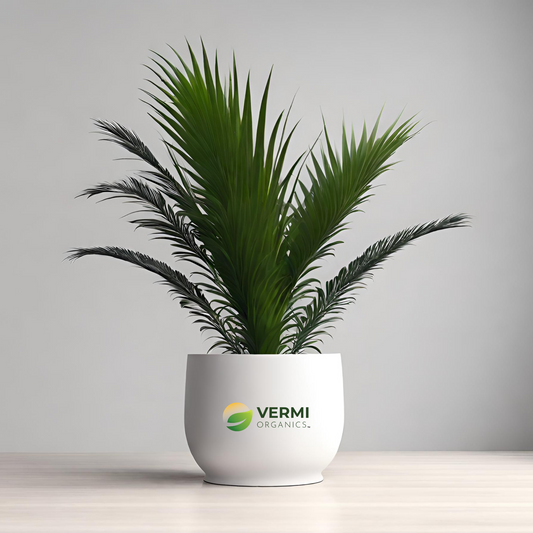 Cycas Plant, Sago Palm, Cycas revoluta - Plant