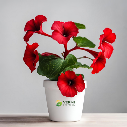 Gloxinia (Red) Plant