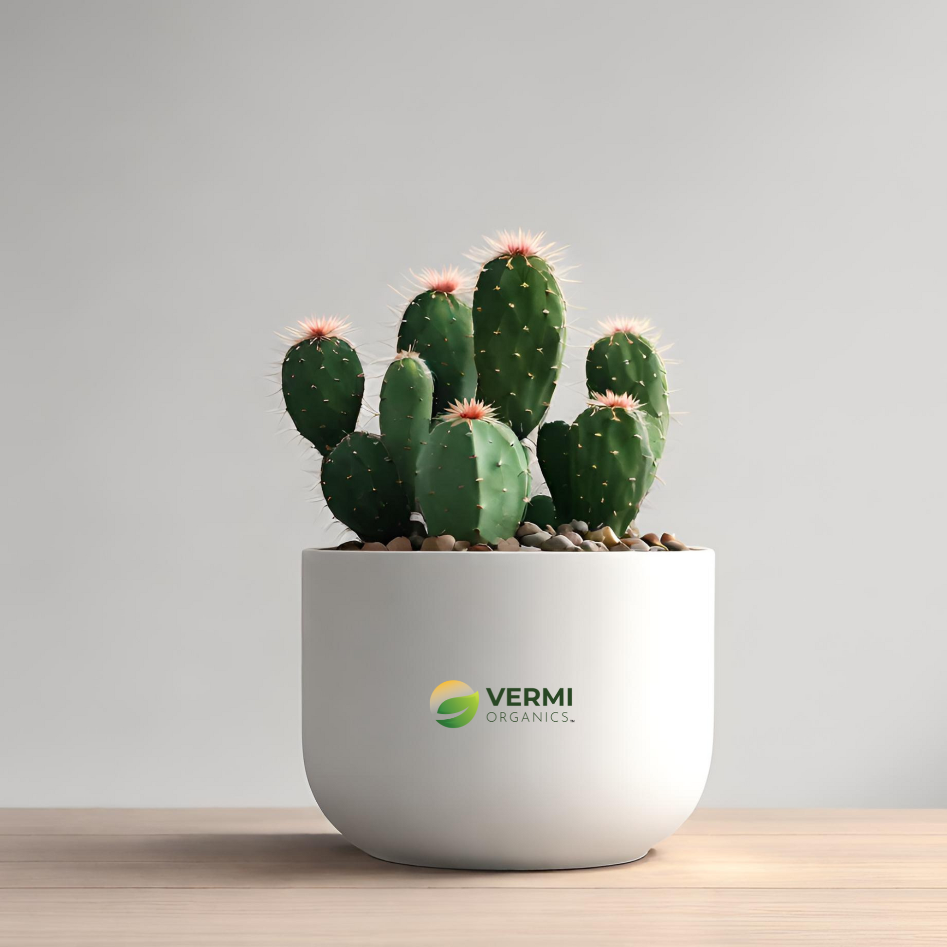 Maihueniopsis Cactus Plant