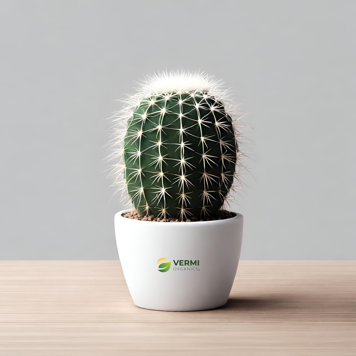 Thimble Cactus Mammillaria Cactus Plant