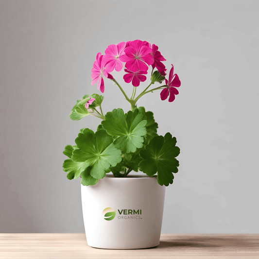 Geranium (Any Color) Plant