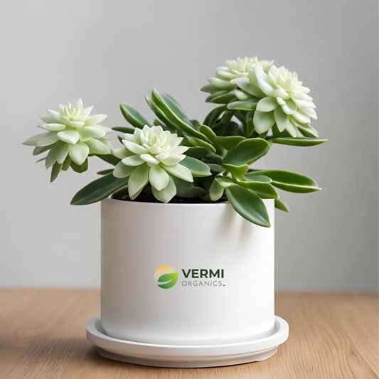 Euphorbia (White) -  Plant