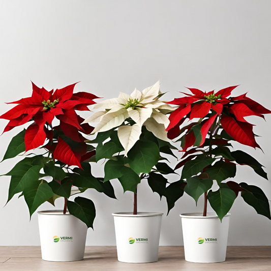 Poinsettia Christmas (Pack of 3) Plants