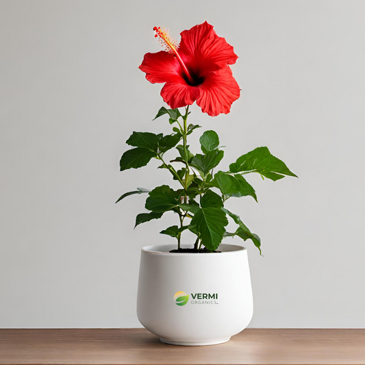 Hibiscus, Gudhal Flower (Red) - Plant