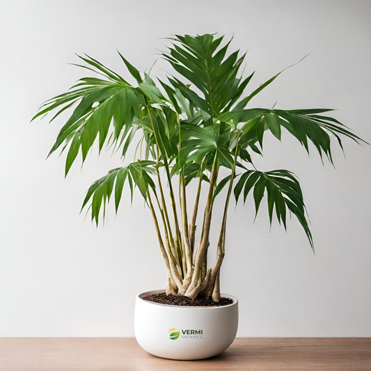Fishtail Palm, Caryota Palms - Plant