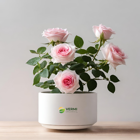 Rose (Pink White) - Plant